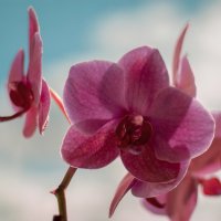 Орхидея :: Надежда Горох (Красненкова)