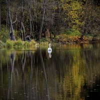 Белый лебедь :: Дмитрий Симонов