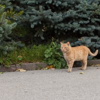 Охрана Нижегородского кремля. :: Максим Баранцев