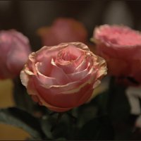 Розы :: Алёна Михеева