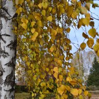 Березы золото листвы :: Евгения Сихова