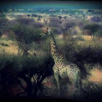 Жираф в родной стихии I :: Alexei Kopeliovich