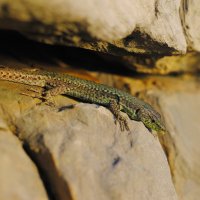 Lizard :: Филипп 