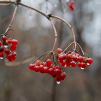 Дикая калина :: Виктор Алеветдинов