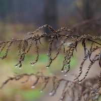 Отражение :: Виктор Алеветдинов