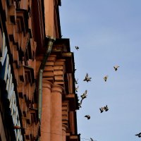 Голубиный переполох в здание бывшего ЛИТМО(ныне университет) :: Елена Разумилова