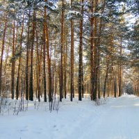 В лесу ясным зимним днём . :: Мила Бовкун