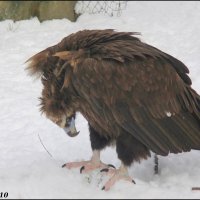 В ростовском зоопарке... январь :: Нина Бутко