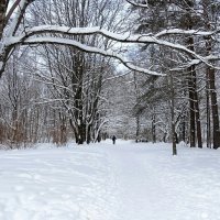 Зимний парк. :: Милешкин Владимир Алексеевич 