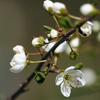 Весна скоро..! :: barsuk lesnoi