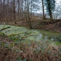 Болотная лужица :: Николай Гирш