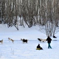 Северные ездовые собаки. :: ЛЮДМИЛА 