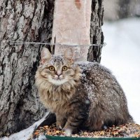 Машка. :: Восковых Анна Васильевна 