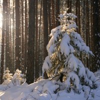 Сказки зимнего леса :: Галина Ильясова