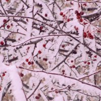 Яблочки зимой. :: Татаурова Лариса 