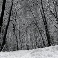 Зимний лес. Холодно. :: Александр Беляков