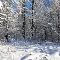 зима :: Владимир Холодницкий