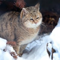 Степной кот :: Михаил Бибичков