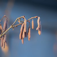 hazel catkins :: Zinovi Seniak