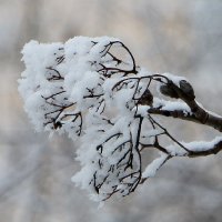 Торжество серого дня :: Надежд@ Шавенкова