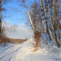 Февраль в Ясной поляне. :: Инна Щелокова