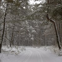 В зимнем лесу :: оксана 