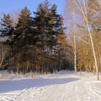 Лесная краса . :: Мила Бовкун