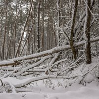 Небольшой завал :: оксана 