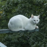 Белый кот :: Илдар 