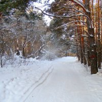 Снег сыплется с дерев. :: Мила Бовкун