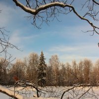 Александровский парк. Февраль :: Наталья Герасимова