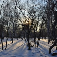 Следы на снегу.... :: Андрей Хлопонин