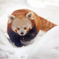 Красная панда :: Михаил Бибичков