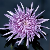 chrysanthemum :: Zinovi Seniak