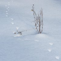 Следы на снегу. :: Анатолий. Chesnavik.
