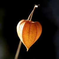 physalis :: Zinovi Seniak