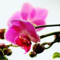 Красавица орхидея. :: Восковых Анна Васильевна 
