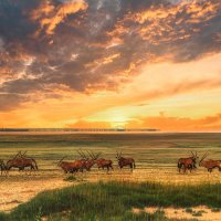 Пейзаж с антилопами :: svabboy photo