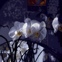 Орхидеи. :: Журавлев Владимир 