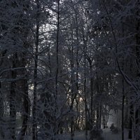 Зима в лесной чаще :: Ольга 