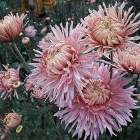 Хризантемы Никитского Ботанического сада :: Лидия Бусурина