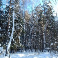 зимний лес :: Владимир 