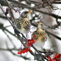 Дрозды рябинники. :: Восковых Анна Васильевна 