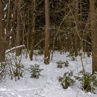 Маленьким елочкам холодно зимой :: оксана 