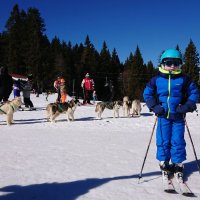 - Я выбираю лыжи! :: Тамара Бедай 