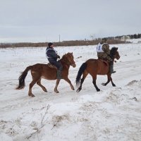 Двенадцатые областные соревнования конников на лошадях Мезенской породы. :: ЛЮДМИЛА 