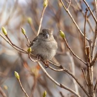 Предчувствие весны :: Анна Иларионова