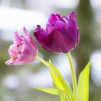 tulips :: Zinovi Seniak