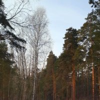 В лесу февраль :: Мила Бовкун