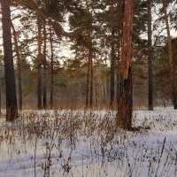 В лесу снег подтаивает . Февраль . :: Мила Бовкун